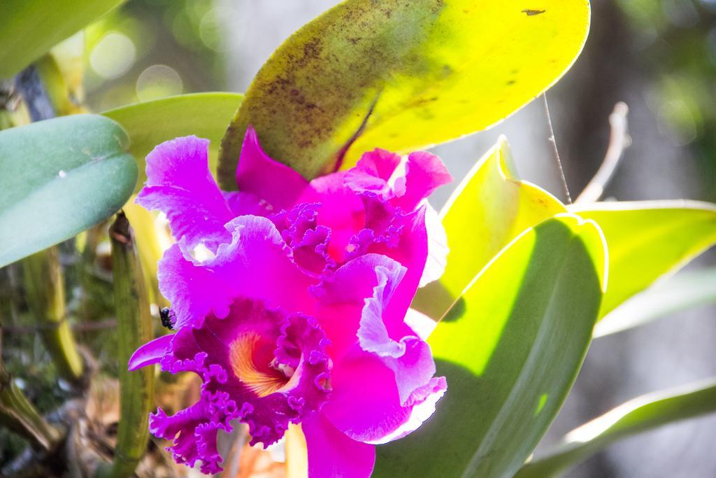 Pousada Da Mata อีรีรี ภายนอก รูปภาพ