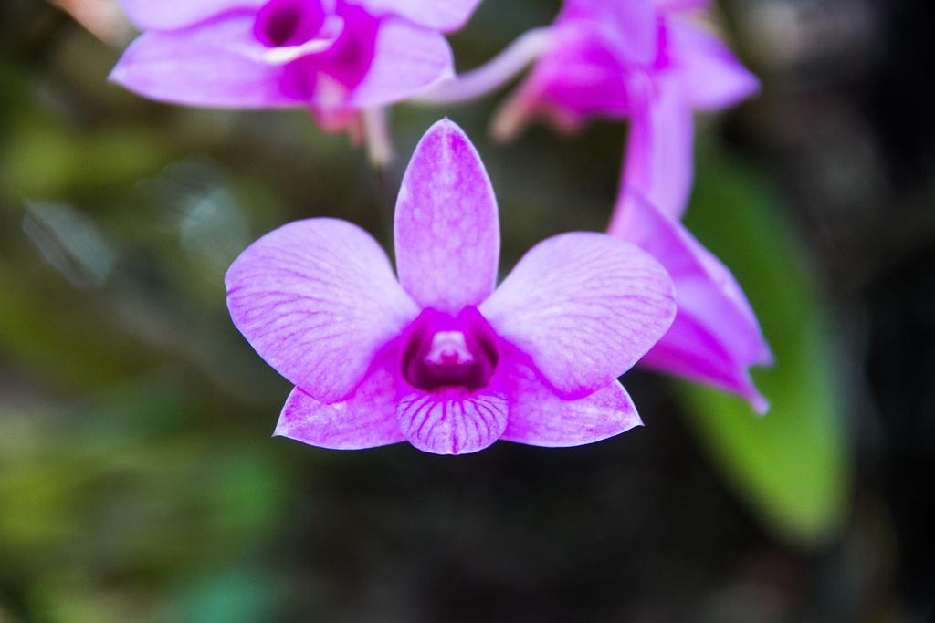 Pousada Da Mata อีรีรี ภายนอก รูปภาพ