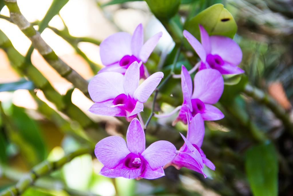 Pousada Da Mata อีรีรี ภายนอก รูปภาพ