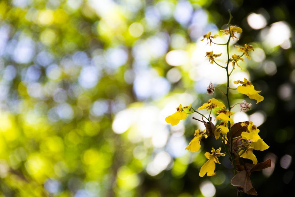 Pousada Da Mata อีรีรี ภายนอก รูปภาพ