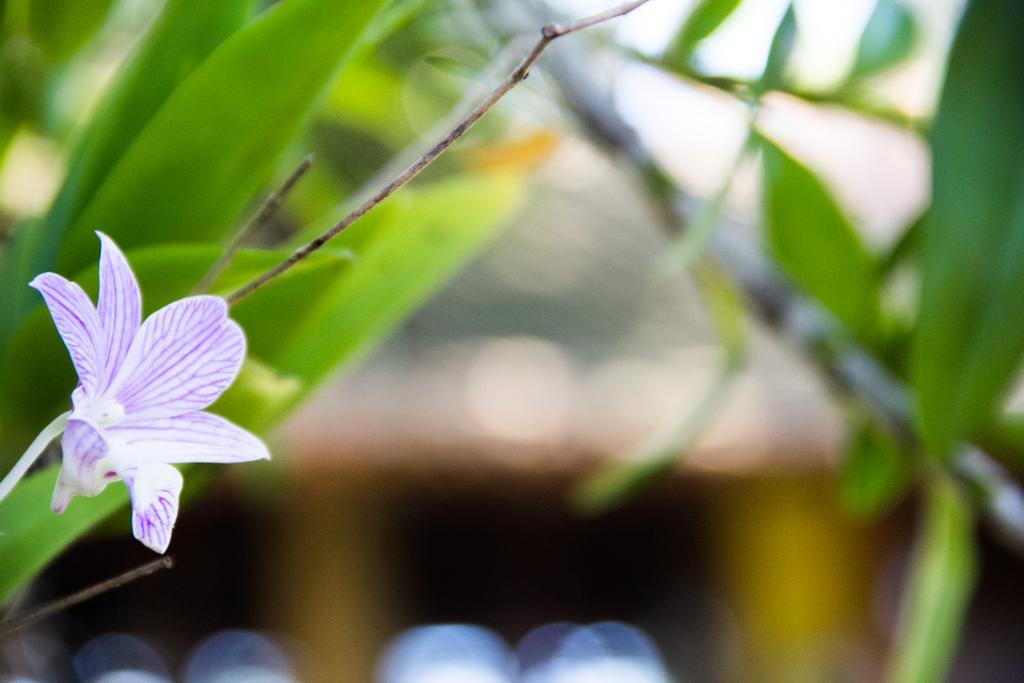 Pousada Da Mata อีรีรี ภายนอก รูปภาพ