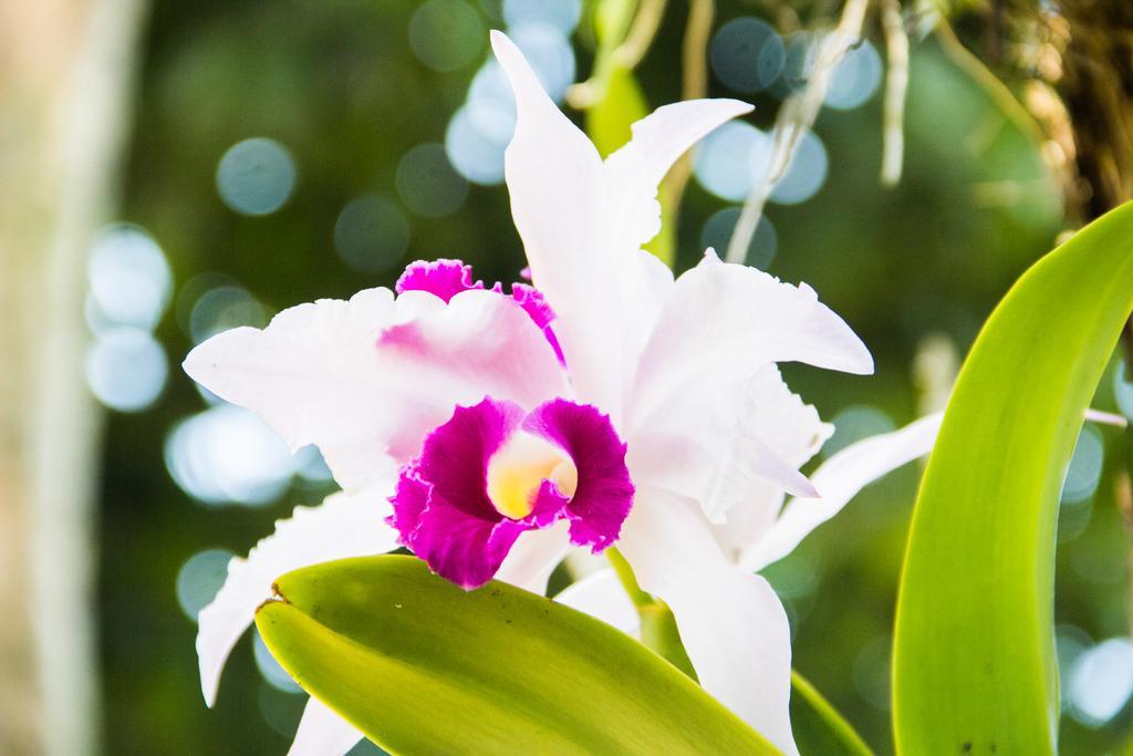 Pousada Da Mata อีรีรี ภายนอก รูปภาพ
