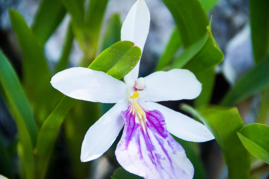 Pousada Da Mata อีรีรี ภายนอก รูปภาพ